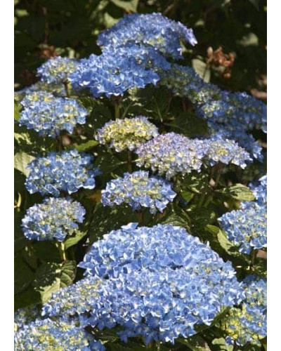 Гортензія широколиста Блю Донау | Hydrangea macrophylla Blue Danube | Гортензия широколистная Блю Донау