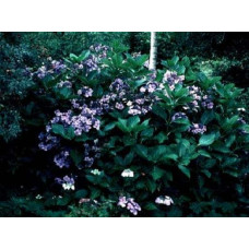 Гортензія широколиста Блю Донау |  Hydrangea macrophylla Blue Danube | Гортензия широколистная Блю Донау