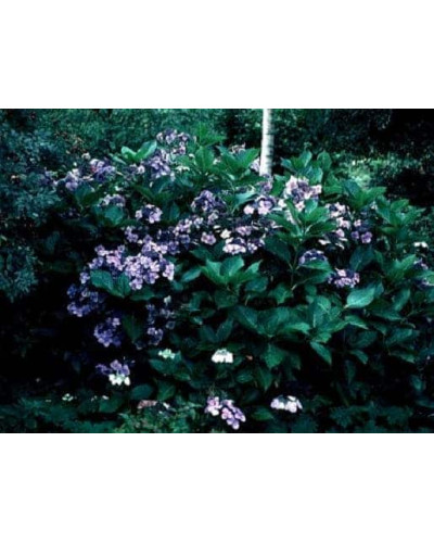 Гортензія широколиста Блю Донау | Hydrangea macrophylla Blue Danube | Гортензия широколистная Блю Донау