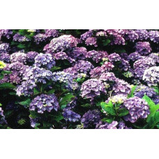Гортензія широколиста Блю Донау |  Hydrangea macrophylla Blue Danube | Гортензия широколистная Блю Донау