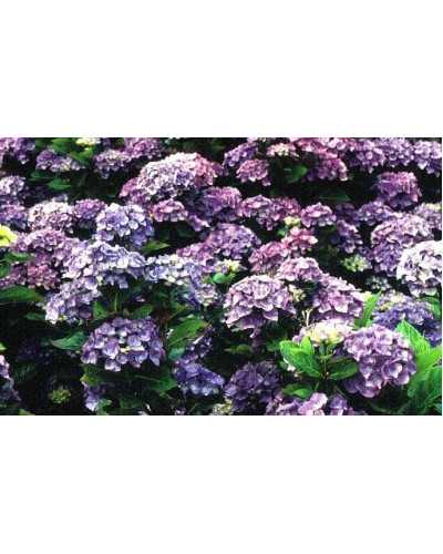 Гортензія широколиста Блю Донау | Hydrangea macrophylla Blue Danube | Гортензия широколистная Блю Донау