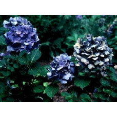 Гортензія широколиста Блю Донау |  Hydrangea macrophylla Blue Danube | Гортензия широколистная Блю Донау