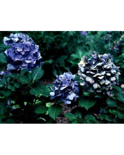 Гортензія широколиста Блю Донау | Hydrangea macrophylla Blue Danube | Гортензия широколистная Блю Донау