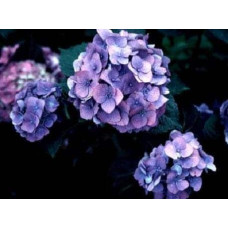 Гортензія широколиста Блю Донау |  Hydrangea macrophylla Blue Danube | Гортензия широколистная Блю Донау