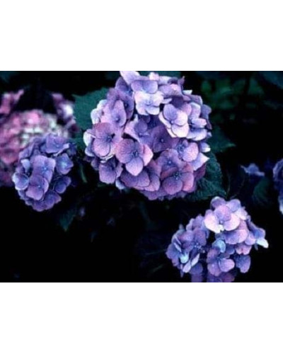 Гортензія широколиста Блю Донау | Hydrangea macrophylla Blue Danube | Гортензия широколистная Блю Донау