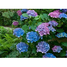 Гортензія широколиста Блю Донау |  Hydrangea macrophylla Blue Danube | Гортензия широколистная Блю Донау