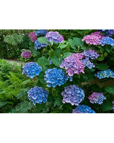 Гортензія широколиста Блю Донау | Hydrangea macrophylla Blue Danube | Гортензия широколистная Блю Донау