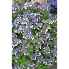 Гортензія колюча Саржента/Саржета | Hydrangea aspera Sargentiana | Гортензия колючая Саржента/Саржета