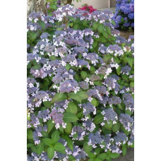 Гортензія колюча Саржента/Саржета | Hydrangea aspera Sargentiana | Гортензия колючая Саржента/Саржета