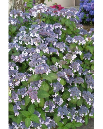 Гортензія колюча Саржента/Саржета | Hydrangea aspera Sargentiana | Гортензия колючая Саржента/Саржета