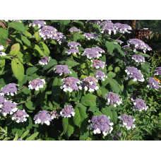 Гортензія колюча Саржента/Саржета | Hydrangea aspera Sargentiana | Гортензия колючая Саржента/Саржета