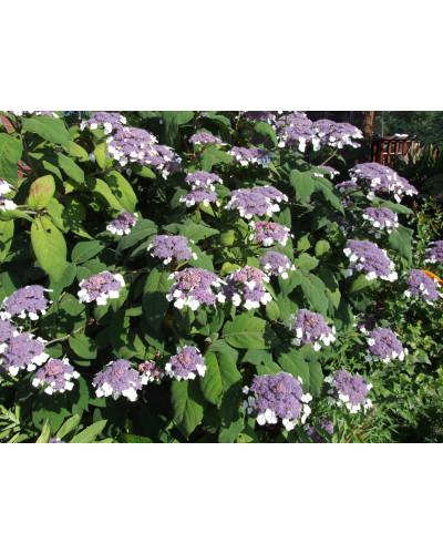 Гортензія колюча Саржента/Саржета | Hydrangea aspera Sargentiana | Гортензия колючая Саржента/Саржета