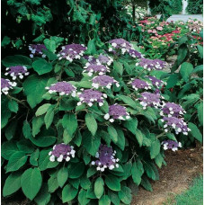 Гортензія колюча Саржента/Саржета | Hydrangea aspera Sargentiana | Гортензия колючая Саржента/Саржета