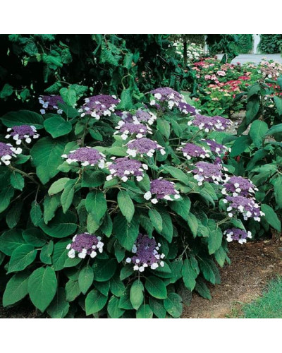 Гортензія колюча Саржента/Саржета | Hydrangea aspera Sargentiana | Гортензия колючая Саржента/Саржета