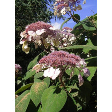 Гортензія колюча Саржента/Саржета | Hydrangea aspera Sargentiana | Гортензия колючая Саржента/Саржета
