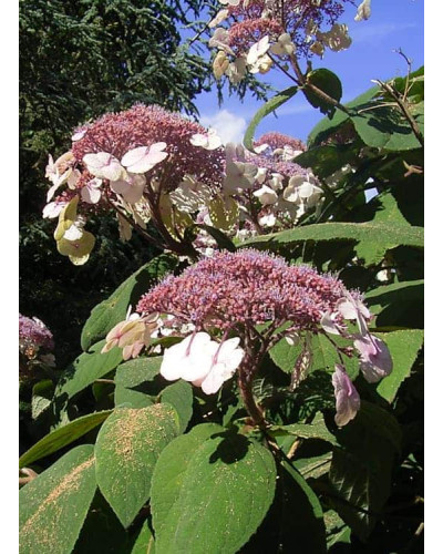 Гортензія колюча Саржента/Саржета | Hydrangea aspera Sargentiana | Гортензия колючая Саржента/Саржета