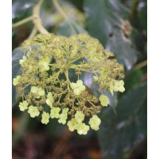 Гортензія колюча Саржента/Саржета | Hydrangea aspera Sargentiana | Гортензия колючая Саржента/Саржета