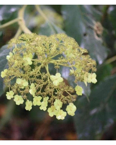 Гортензія колюча Саржента/Саржета | Hydrangea aspera Sargentiana | Гортензия колючая Саржента/Саржета
