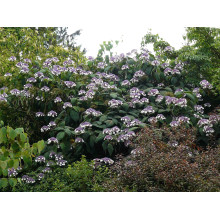 Гортензія колюча Саржента/Саржета | Hydrangea aspera Sargentiana | Гортензия колючая Саржента/Саржета