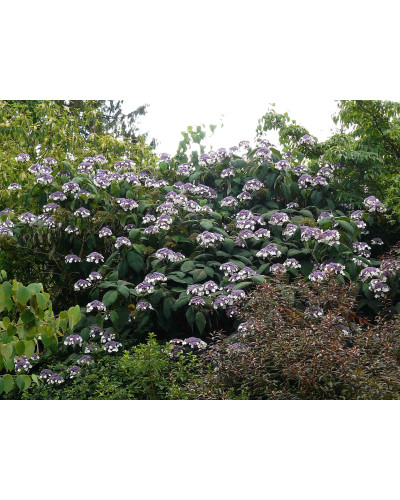 Гортензія колюча Саржента/Саржета | Hydrangea aspera Sargentiana | Гортензия колючая Саржента/Саржета