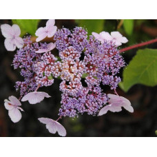 Гортензія колюча Саржента/Саржета | Hydrangea aspera Sargentiana | Гортензия колючая Саржента/Саржета