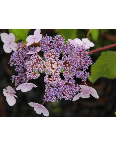 Гортензія колюча Саржента/Саржета | Hydrangea aspera Sargentiana | Гортензия колючая Саржента/Саржета