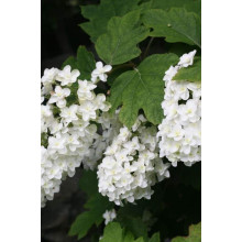 Гортензія дуболиста Сноуфлейк | Hydrangea quercifolia Snowflake | Гортензия дуболистная Сноуфлейк