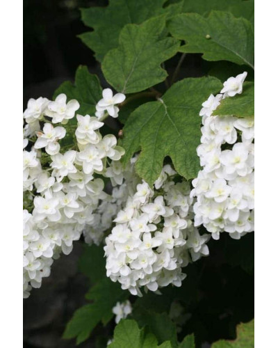 Гортензія дуболиста Сноуфлейк | Hydrangea quercifolia Snowflake | Гортензия дуболистная Сноуфлейк