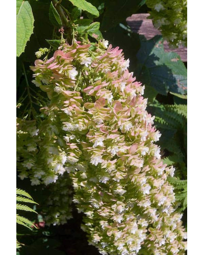 Гортензія дуболиста Сноуфлейк | Hydrangea quercifolia Snowflake | Гортензия дуболистная Сноуфлейк