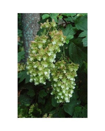 Гортензія дуболиста Сноуфлейк | Hydrangea quercifolia Snowflake | Гортензия дуболистная Сноуфлейк