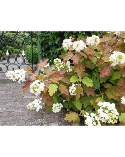 Гортензія дуболиста Сноуфлейк | Hydrangea quercifolia Snowflake | Гортензия дуболистная Сноуфлейк
