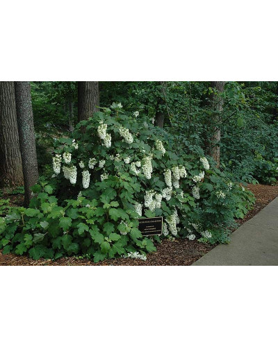 Гортензія дуболиста Сноуфлейк | Hydrangea quercifolia Snowflake | Гортензия дуболистная Сноуфлейк