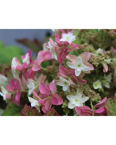Гортензія дуболиста Сноуфлейк | Hydrangea quercifolia Snowflake | Гортензия дуболистная Сноуфлейк