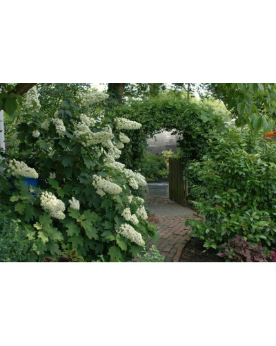 Гортензія дуболиста Сноуфлейк | Hydrangea quercifolia Snowflake | Гортензия дуболистная Сноуфлейк