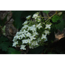 Гортензія дуболиста Сноуфлейк | Hydrangea quercifolia Snowflake | Гортензия дуболистная Сноуфлейк