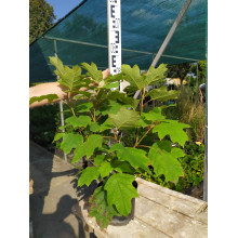 Гортензія дуболиста Сноуфлейк | Hydrangea quercifolia Snowflake | Гортензия дуболистная Сноуфлейк