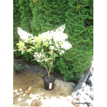 Гортензія дуболиста Сноуфлейк | Hydrangea quercifolia Snowflake | Гортензия дуболистная Сноуфлейк
