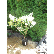 Гортензія дуболиста Сноуфлейк | Hydrangea quercifolia Snowflake | Гортензия дуболистная Сноуфлейк
