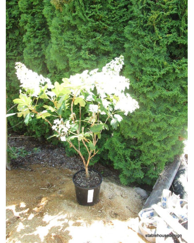 Гортензія дуболиста Сноуфлейк | Hydrangea quercifolia Snowflake | Гортензия дуболистная Сноуфлейк