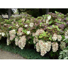 Гортензія дуболиста Сноуфлейк | Hydrangea quercifolia Snowflake | Гортензия дуболистная Сноуфлейк