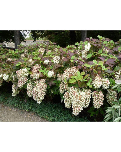 Гортензія дуболиста Сноуфлейк | Hydrangea quercifolia Snowflake | Гортензия дуболистная Сноуфлейк