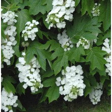 Гортензія дуболиста Сноуфлейк | Hydrangea quercifolia Snowflake | Гортензия дуболистная Сноуфлейк