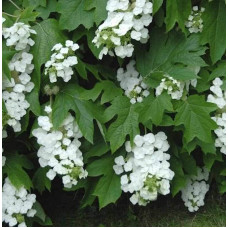 Гортензія дуболиста Сноуфлейк | Hydrangea quercifolia Snowflake | Гортензия дуболистная Сноуфлейк