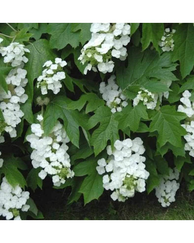 Гортензія дуболиста Сноуфлейк | Hydrangea quercifolia Snowflake | Гортензия дуболистная Сноуфлейк