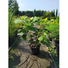 Гортензія дуболиста Сноуфлейк | Hydrangea quercifolia Snowflake | Гортензия дуболистная Сноуфлейк