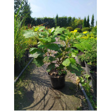 Гортензія дуболиста Сноуфлейк | Hydrangea quercifolia Snowflake | Гортензия дуболистная Сноуфлейк