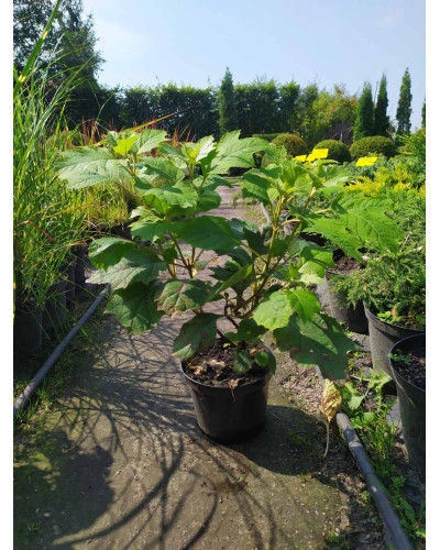 Гортензія дуболиста Сноуфлейк | Hydrangea quercifolia Snowflake | Гортензия дуболистная Сноуфлейк