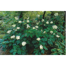 Гортензія дуболиста Сноуфлейк | Hydrangea quercifolia Snowflake | Гортензия дуболистная Сноуфлейк