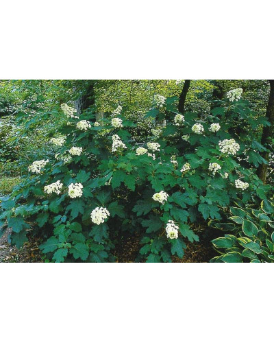 Гортензія дуболиста Сноуфлейк | Hydrangea quercifolia Snowflake | Гортензия дуболистная Сноуфлейк