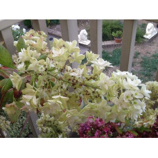 Гортензія дуболиста Сноуфлейк | Hydrangea quercifolia Snowflake | Гортензия дуболистная Сноуфлейк